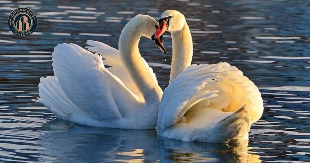 Swan Feather