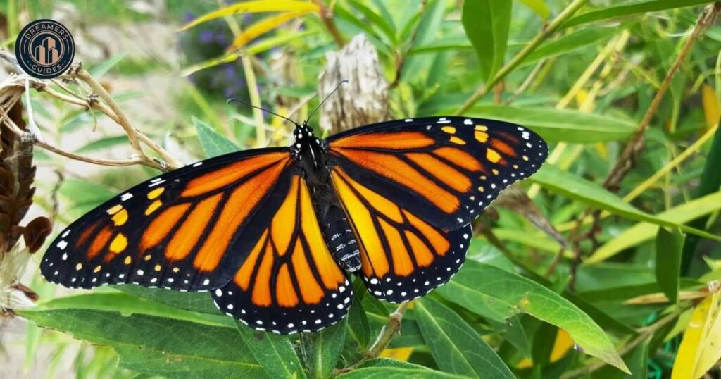 The Symbolism of an Orange and Black Butterfly