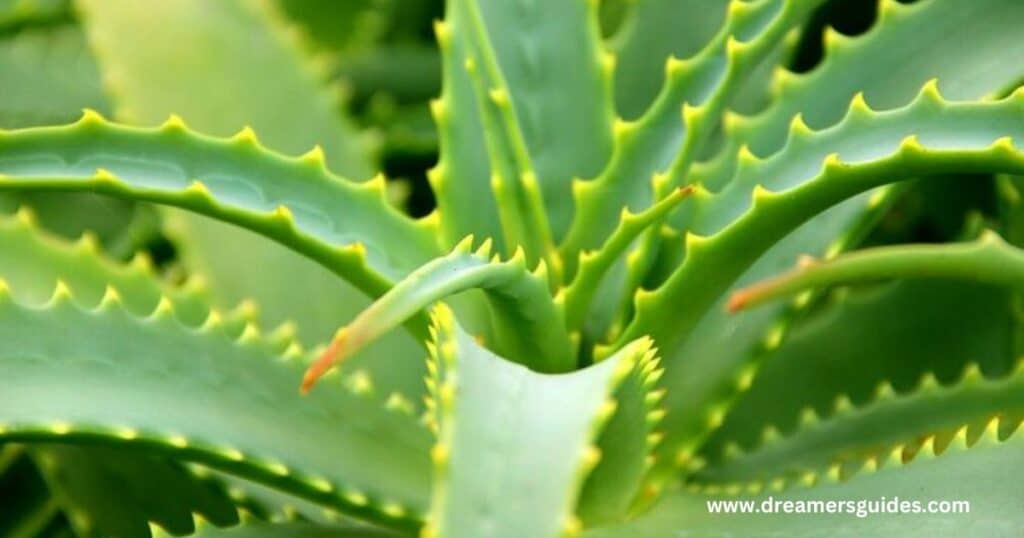 Aloe Vera Plant