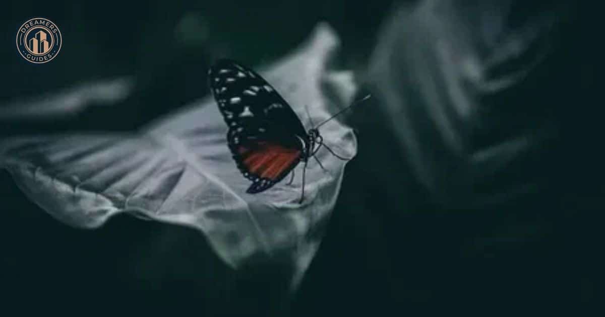 Black Butterfly The Symbolism and Meaning