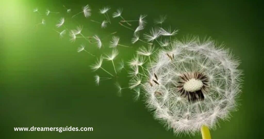 Dandelion