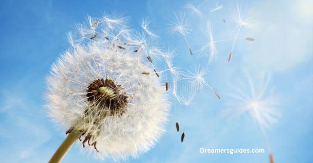 Dandelion seeds blowing in the wind