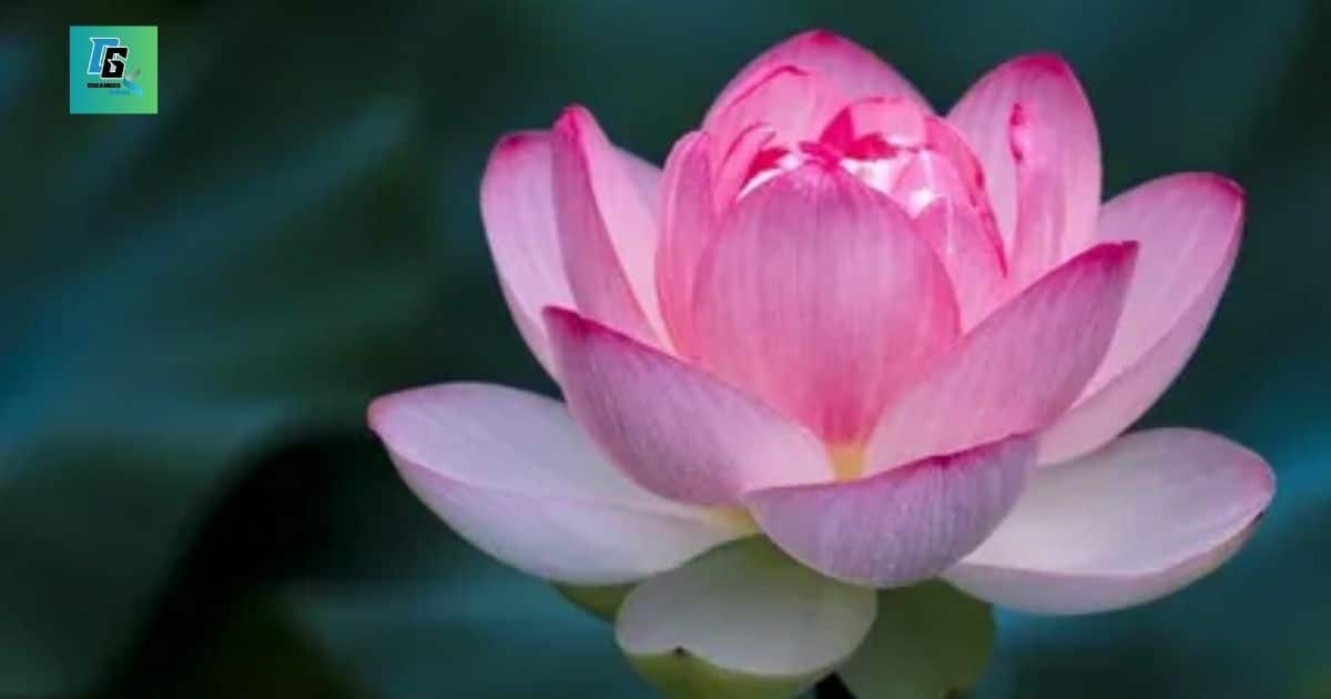 Lotus Flower 