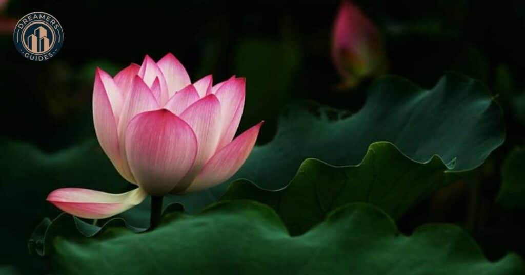 Lotus Flower