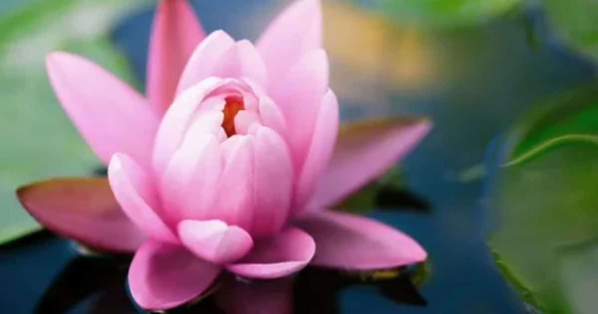 Lotus flower