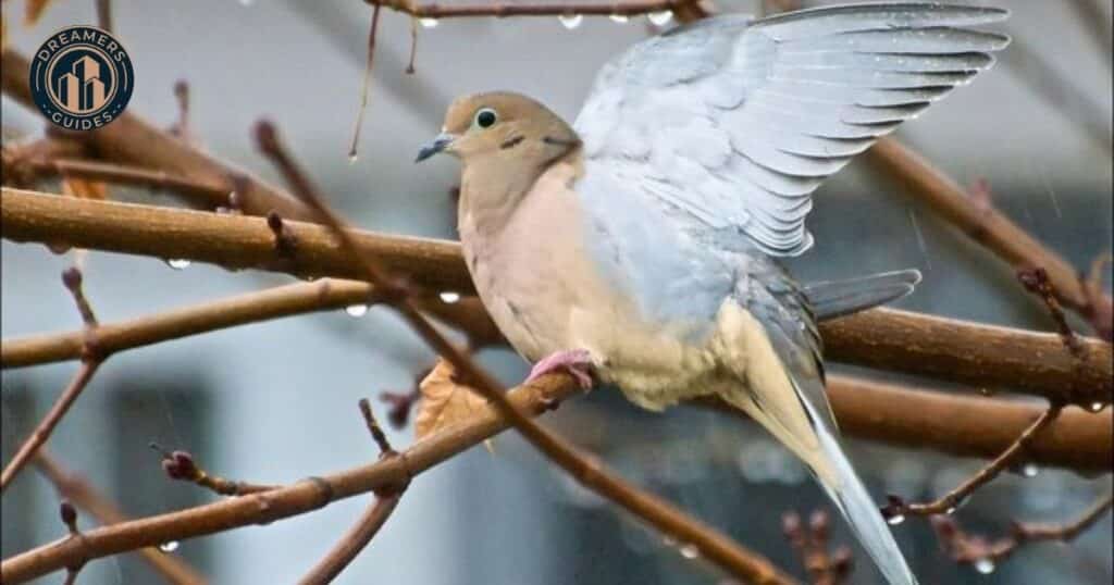 Mourning Dove Meaning