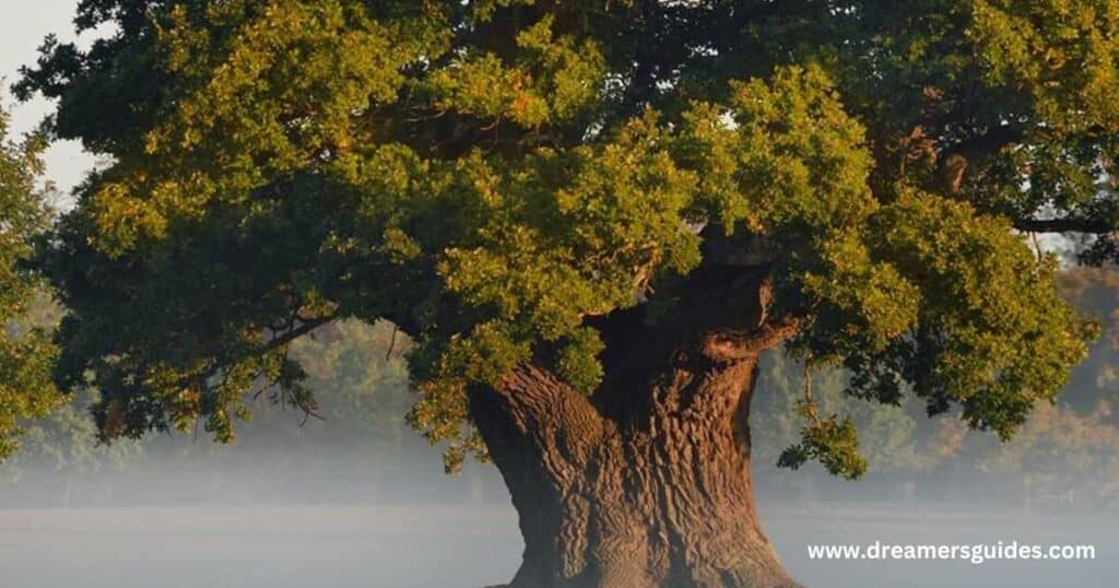 Oak Tree 