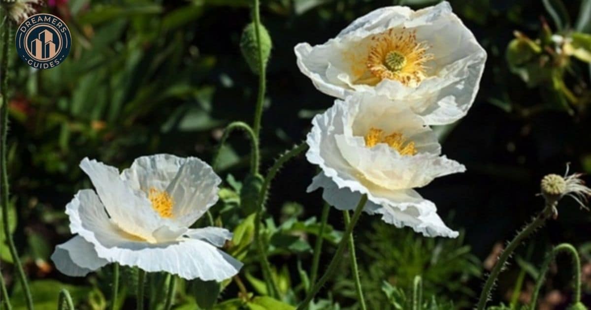 Red & White poppy