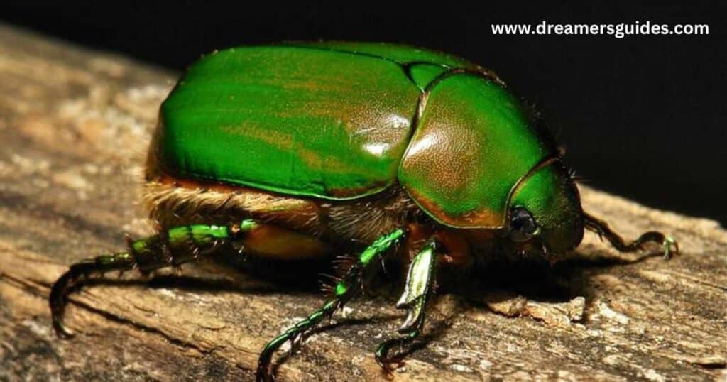 Scarab Beetle 