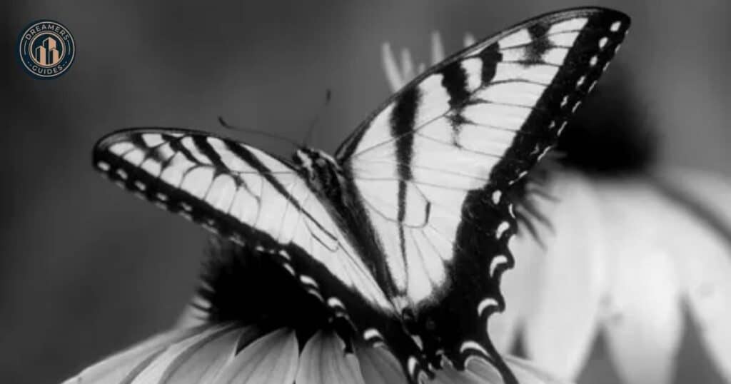 The Symbolism of Color in Black and White Butterflies