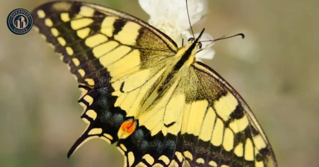 What is the significance of the Tiger Swallowtail's unique appearance