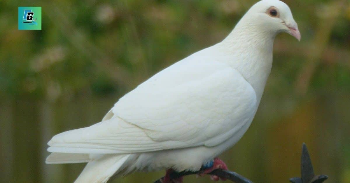 White Dove