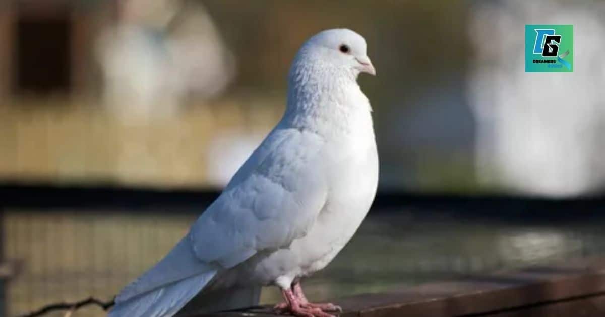 White Dove