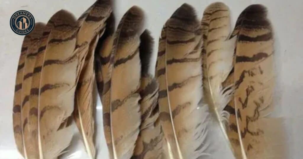 Different Brown Bird Feathers