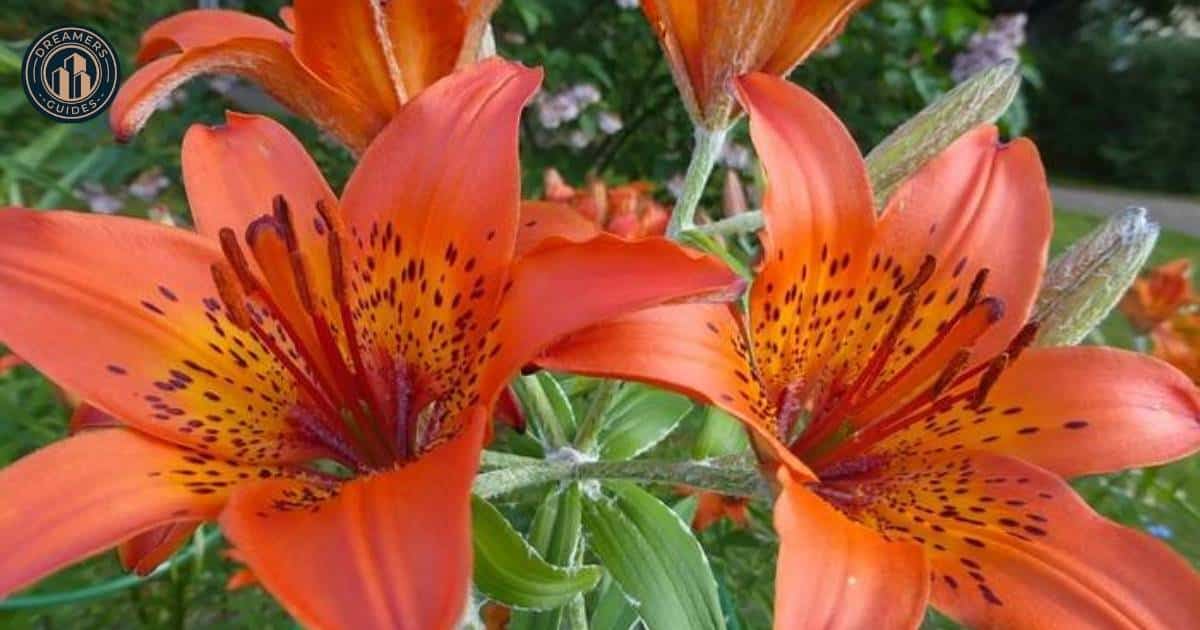 Exploring The History of The Tiger Lily Flower