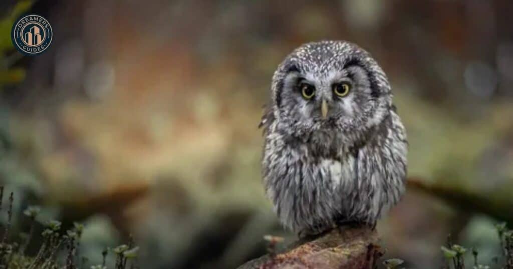 Owl Numbers and Their Spiritual Meanings