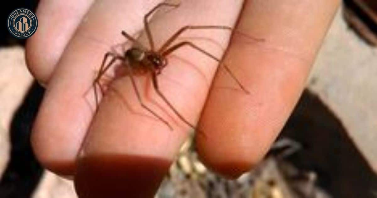 Spiritual Meaning Of Spider Crawling On You