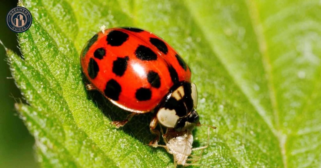 Spiritual Meaning of Ladybugs in Dreams