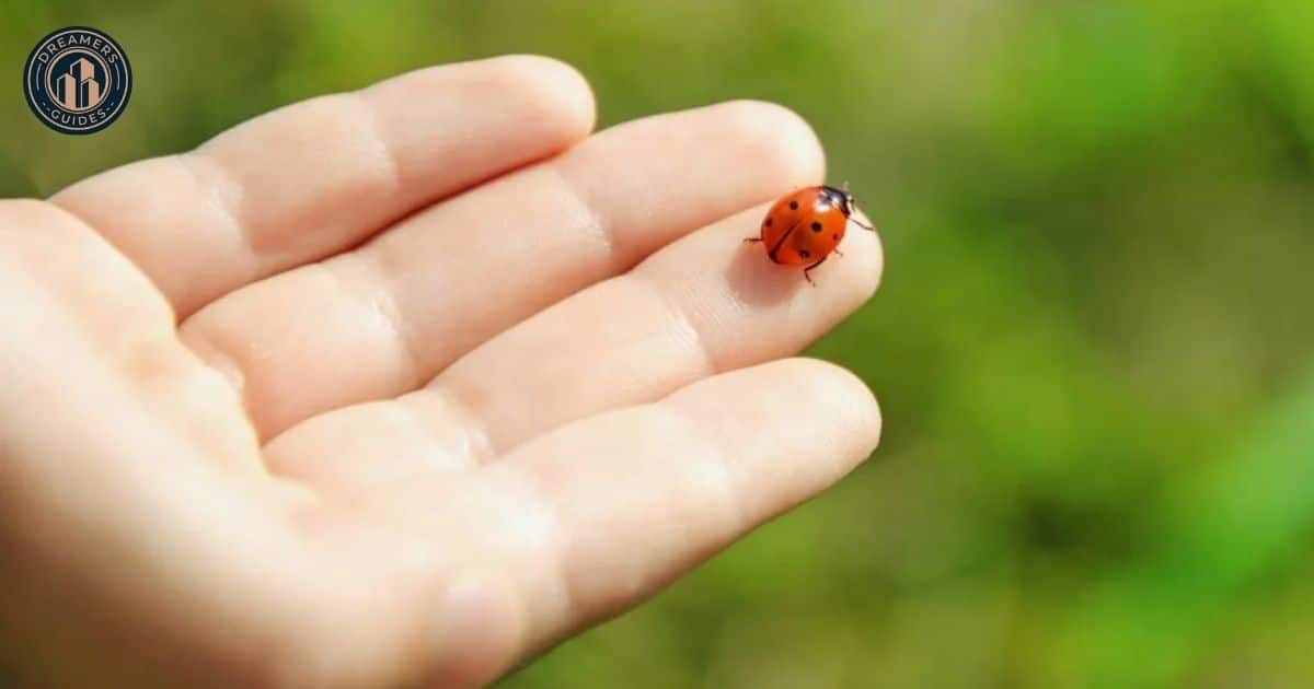 Spiritual Messages When a Ladybug Lands on You