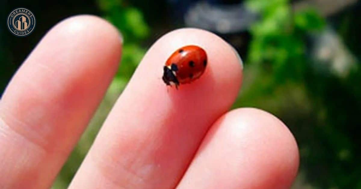 Spiritual Meanings Behind The Ladybug