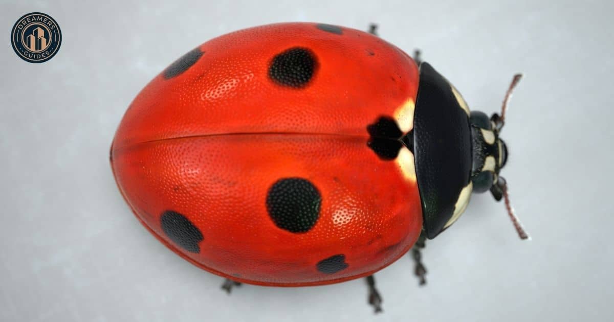 The Significance of Ladybug Colors 