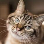 The Spiritual Meaning of a Cat Staring at You A Comprehensive Guide