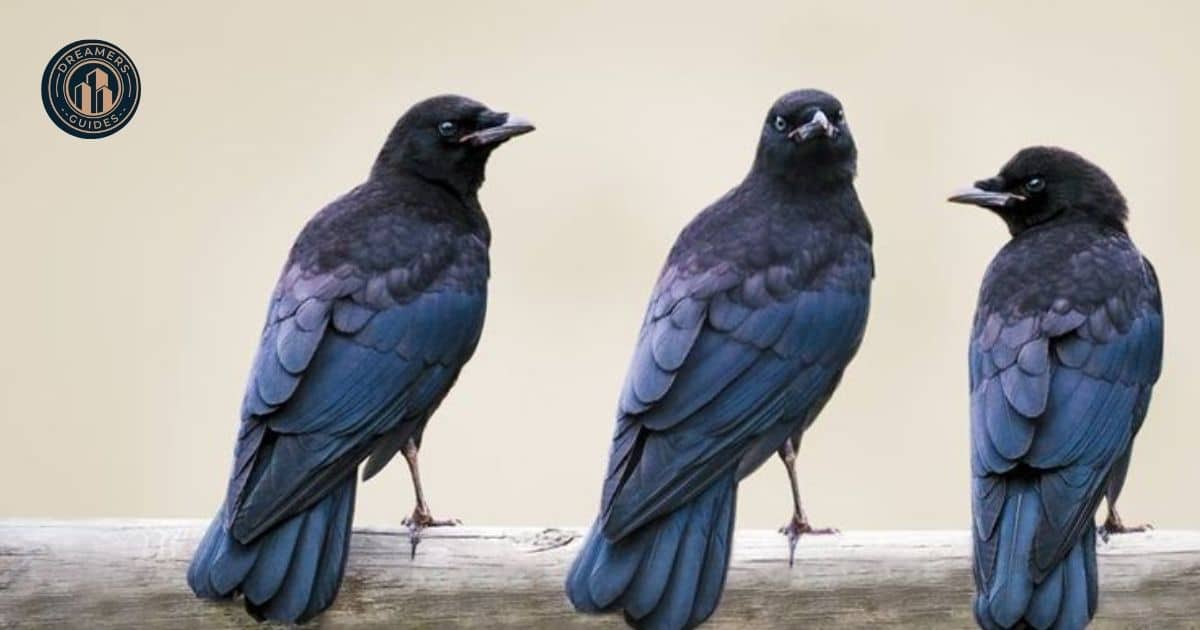 The Spiritual Significance of Encountering a 3 Crows