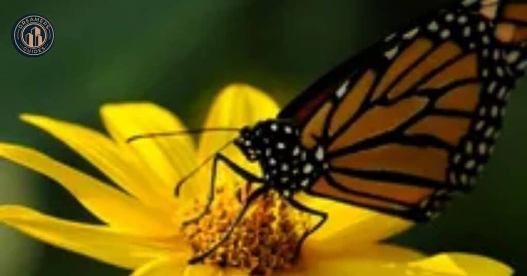 The Symbolism of Yellow Butterflies in Christian Faith