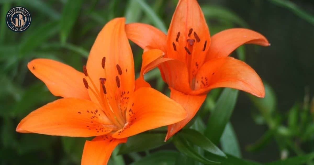 Tiger Lilies in Dream Interpretation