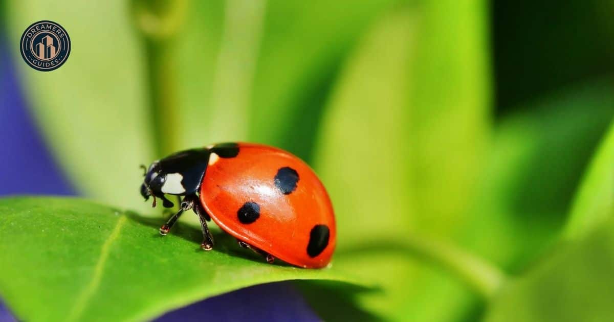 What is the Spiritual Meaning of Ladybugs