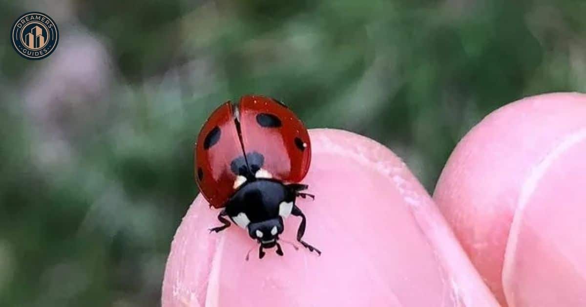 What to do if you keep seeing ladybugs