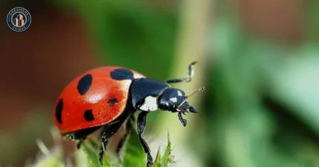 When Black Ladybugs Seem to Disappear