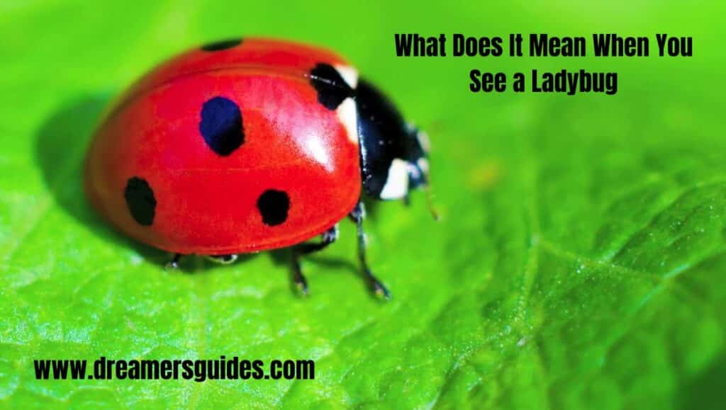 What Does It Mean When You See a Ladybug