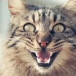 15 Spiritual Meaning of Hearing a Cat Cry