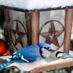 15 Spiritual Meanings of Seeing a Cardinal And Blue Jay