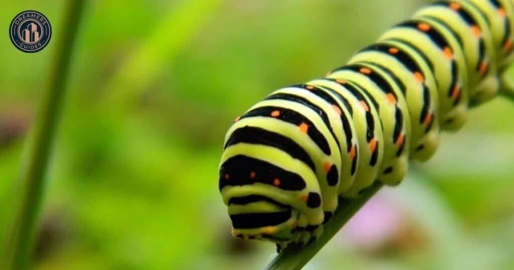 A Caterpillar Goes Through