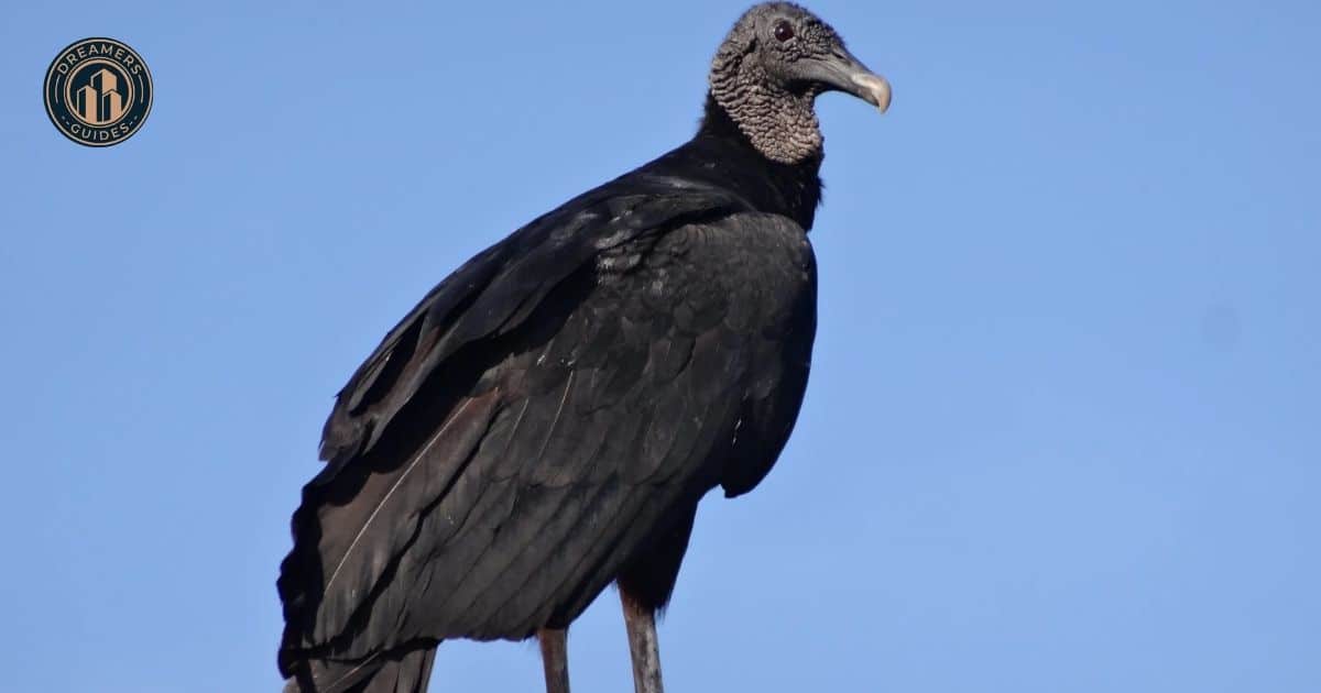 Are vultures good or bad omens