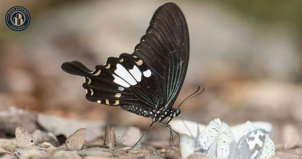 Black Butterfly Spirit Animal