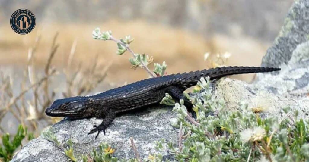 A black lizard depicted in a spiritual setting, symbolizing its role as a totem, spirit, and power animal representing transformation and adaptability.