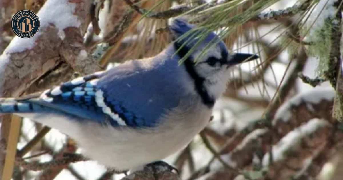 Cardinal Symbolism