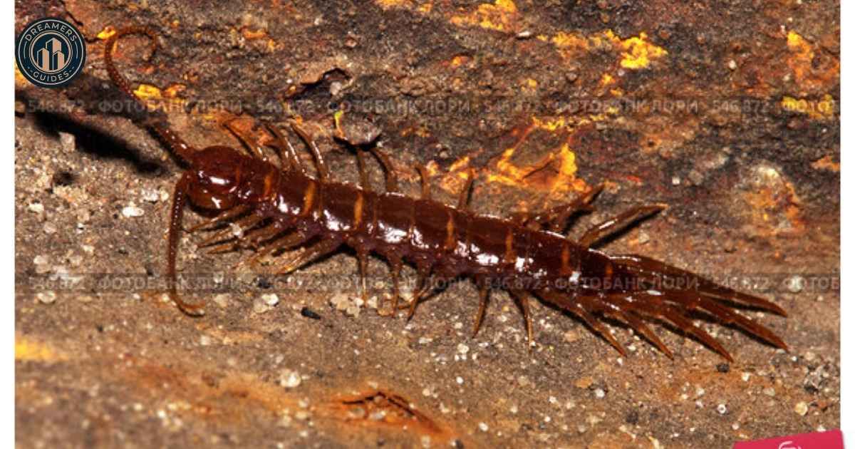 Centipede Dream Interpretation