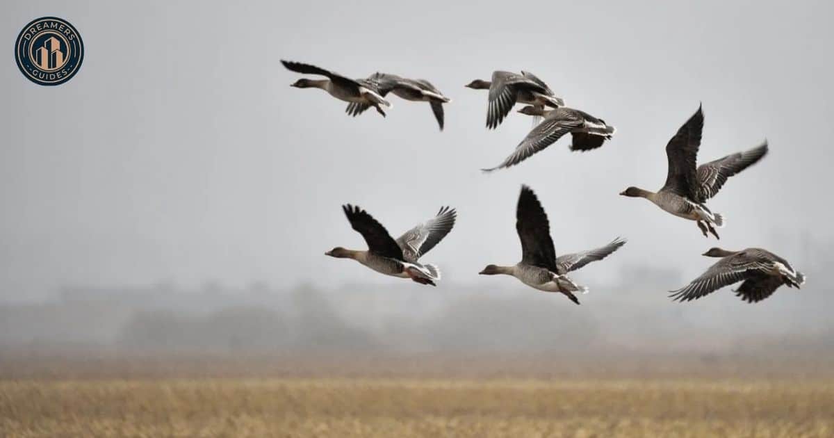 Crows Circling Spiritual Meaning