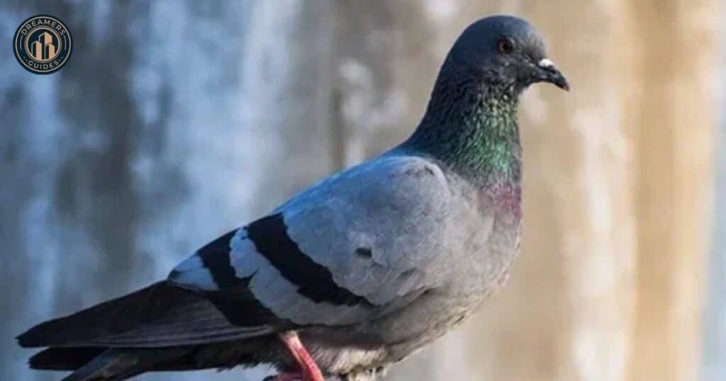 Cultural and Religious Beliefs about Seeing Two Grey Doves