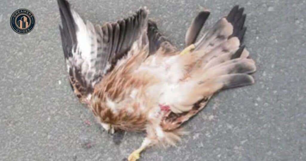 Dead Bird 15 Profound Spiritual Meanings