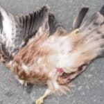 Dead Bird 15 Profound Spiritual Meanings