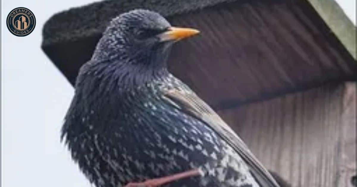 Does the color and type of bird matter for spiritual meaning