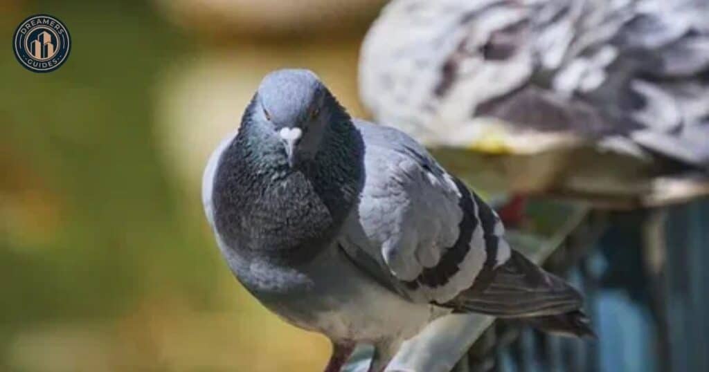 Grey Dove as a inspiration Meaning of Seeing Two Grey Doves