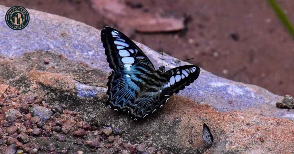 How Black Butterflies Spark Personal Growth and Reflection