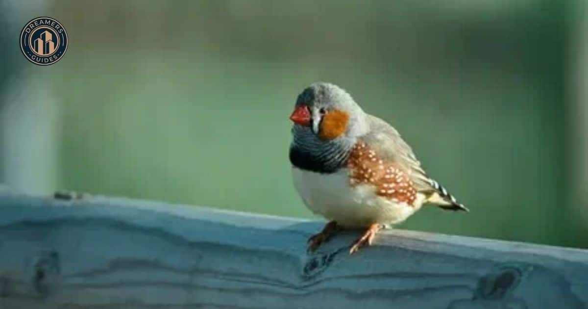 Interpreting Bird Encounters While Driving