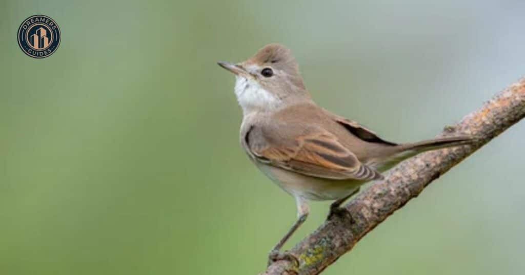 Lessons from the Black Phoebe's Behavior